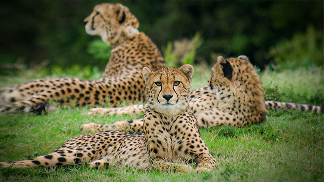 Cheetah - Fast and Wild Cheetah - Fast and Wild