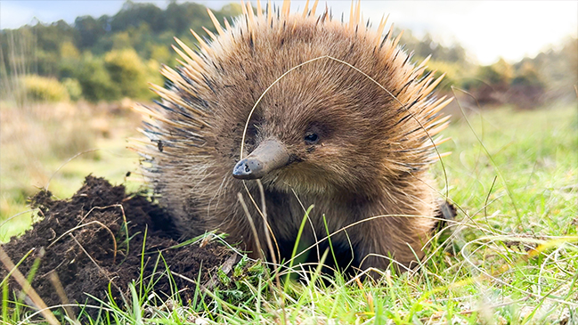 Tasmania's Wild Treasures